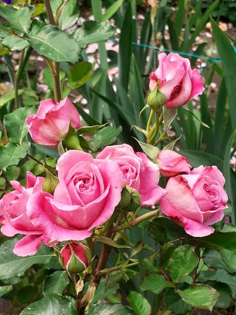  - Agnes 2021 - 2022-2023