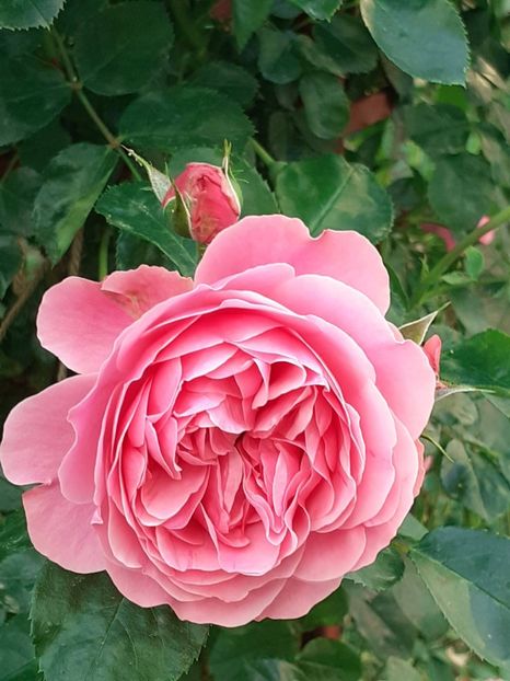  - Pink Leonardo 2021 - 2022 - 2023