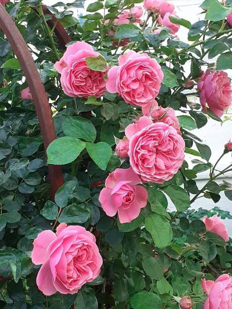  - Pink Leonardo 2021 - 2022 - 2023