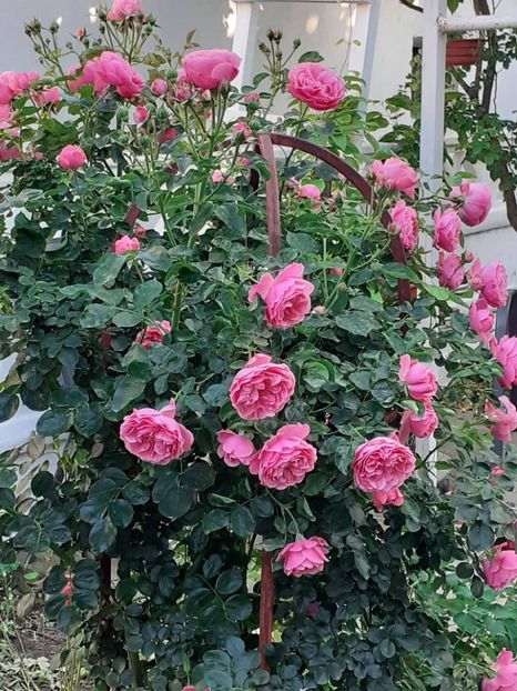  - Pink Leonardo 2021 - 2022 - 2023