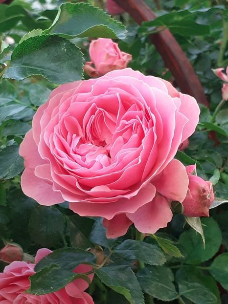  - Pink Leonardo 2021 - 2022 - 2023