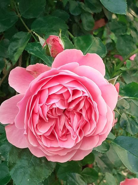  - Pink Leonardo 2021 - 2022 - 2023