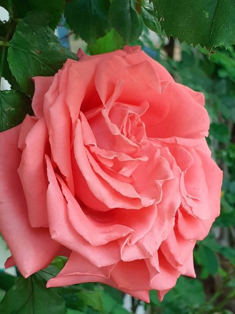  - Dee Dee Bridgewater 2021 - 2022 -2023