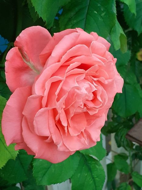  - Dee Dee Bridgewater 2021 - 2022 -2023