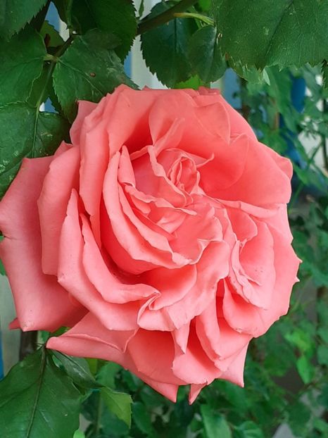  - Dee Dee Bridgewater 2021 - 2022 -2023