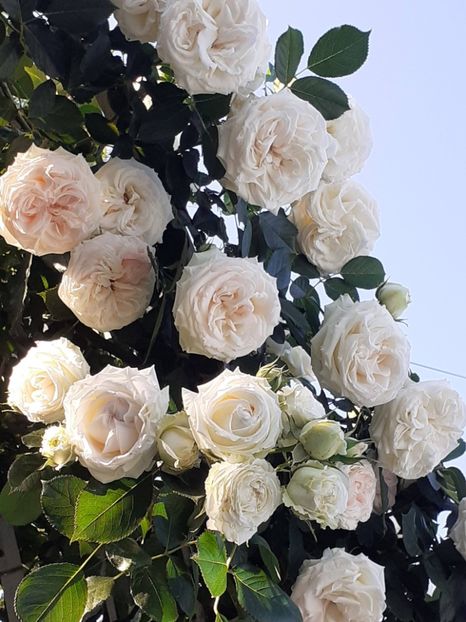  - Palais Royale 2022 - 2023-2024