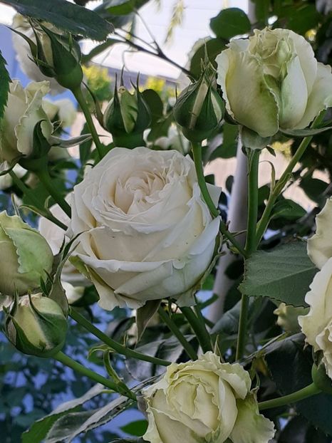  - Palais Royale 2022 - 2023-2024