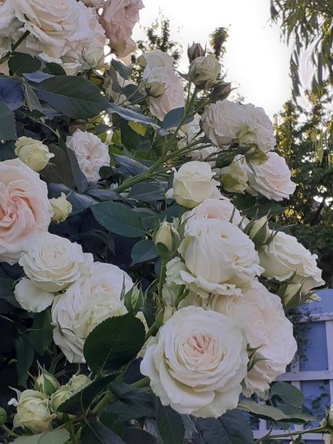  - Palais Royale 2022 - 2023-2024