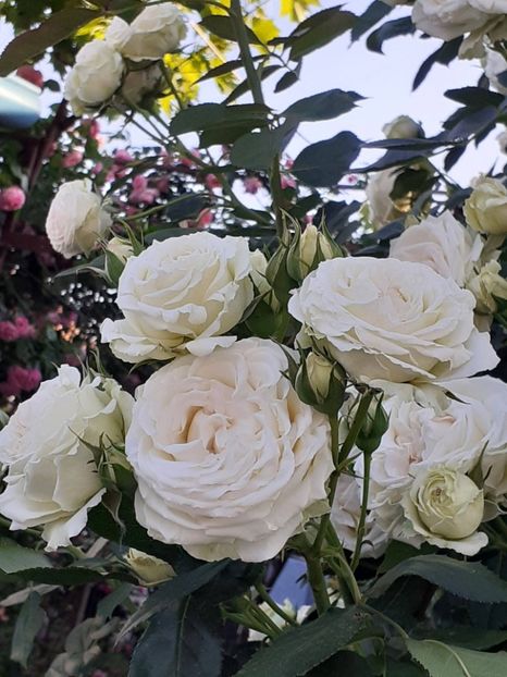  - Palais Royale 2022 - 2023-2024