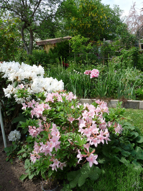 P3260295 - Azalee si Rhododendroni
