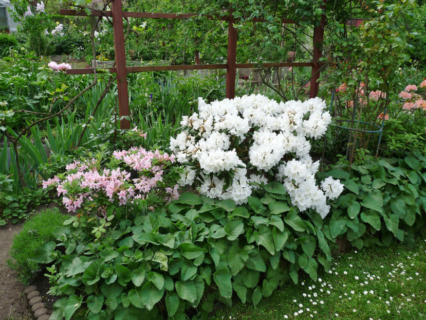  - Azalee si Rhododendroni