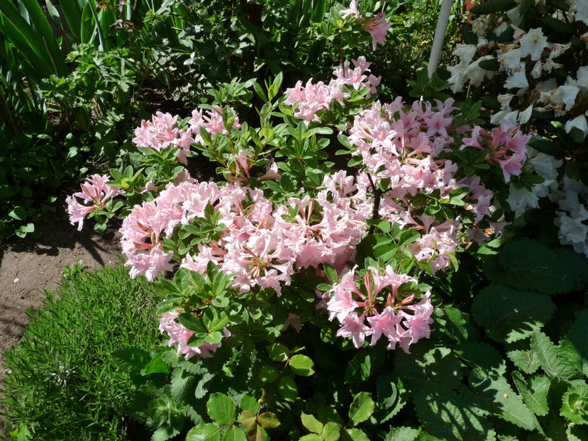  - Azalee si Rhododendroni