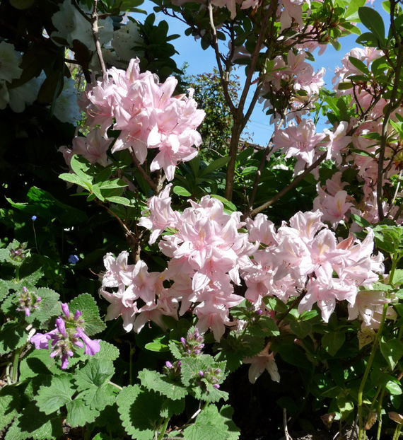  - Azalee si Rhododendroni