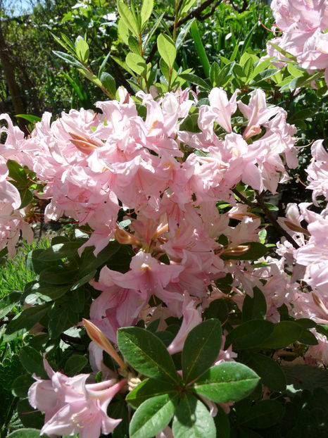  - Azalee si Rhododendroni