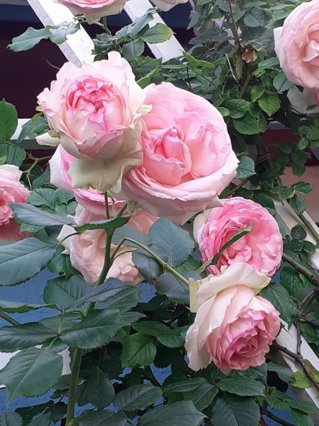 20220531_192329(0) - Eden Rose 2022