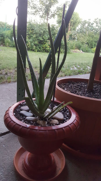 aloe barbadensis(aloe vera) - Gradina si terasa PrimaLuce_9-Hello 2022