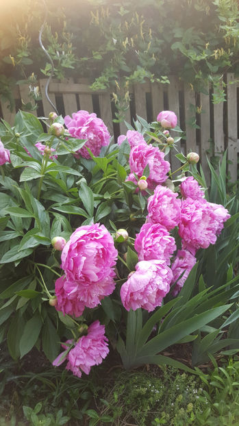 paeonia pink - Gradina si terasa PrimaLuce_9-Hello 2022