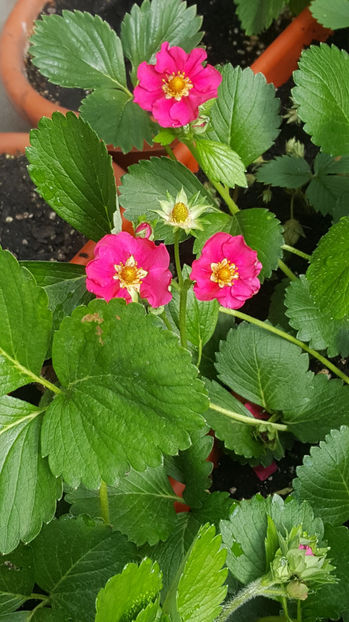fragaria "ananassa tristan" - Gradina si terasa PrimaLuce_9-Hello 2022