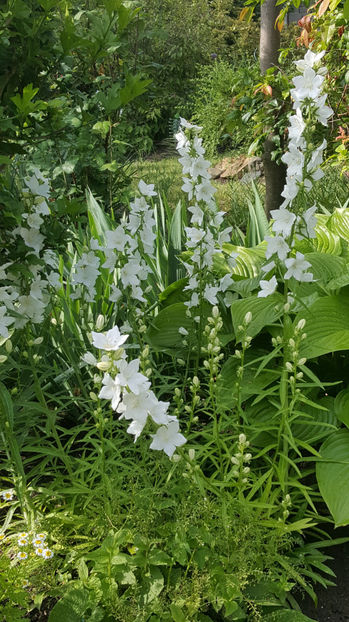 Campanula latiloba Alba - Gradina si terasa PrimaLuce_9-Hello 2022