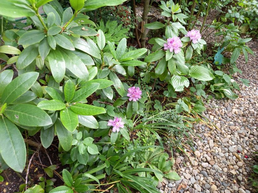"Grandiflorum" - Rhododendron