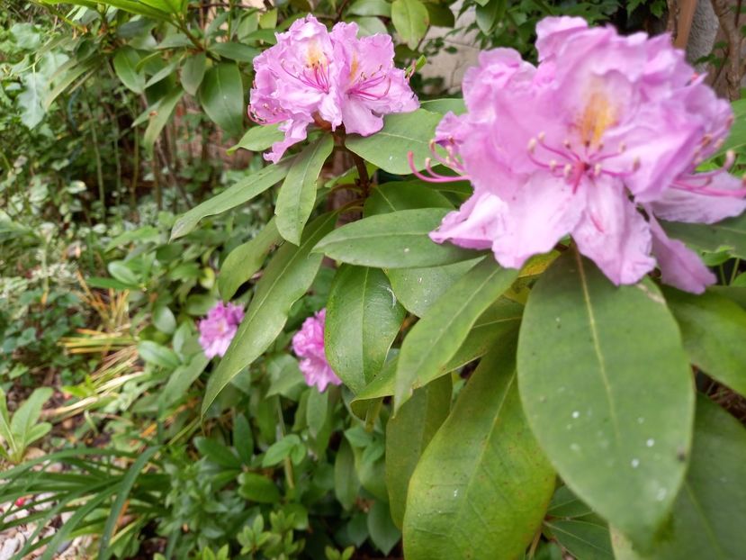 - Rhododendron