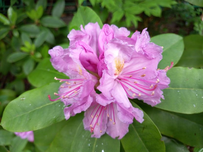  - Rhododendron
