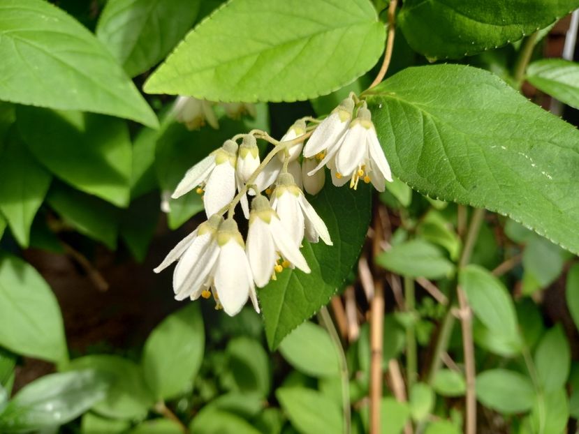 Deutzia scabra - Grădina 2022 continuare 1