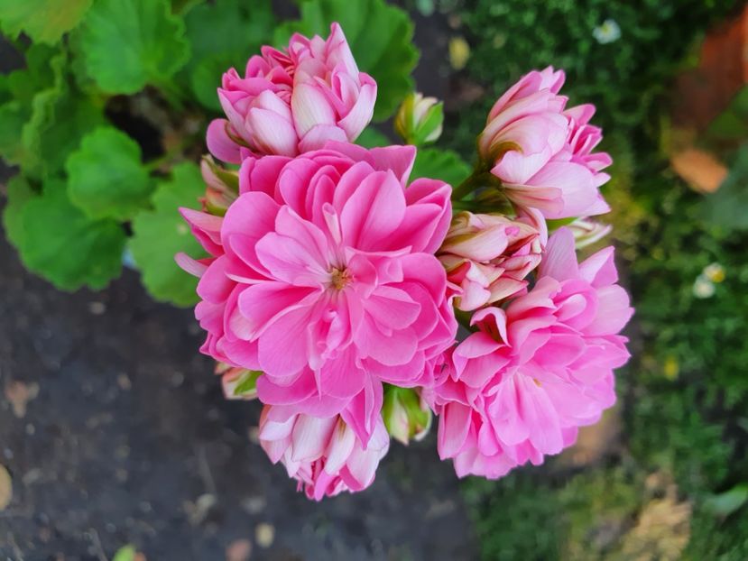 Norrland - A-Muscate 2022