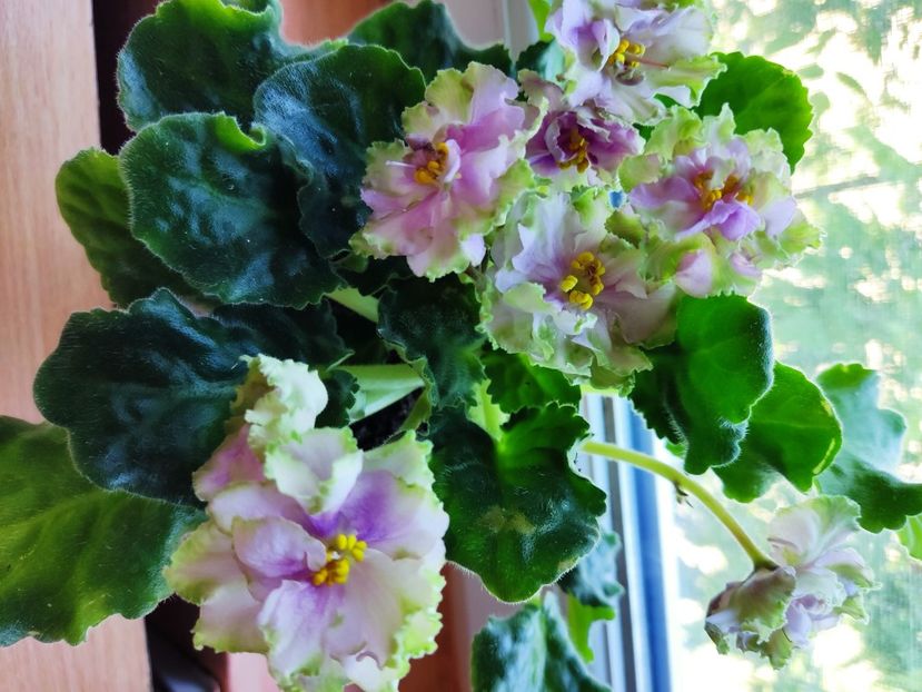  - Le Malakitova Rosa