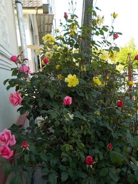  - Trandafiri in gradina mea
