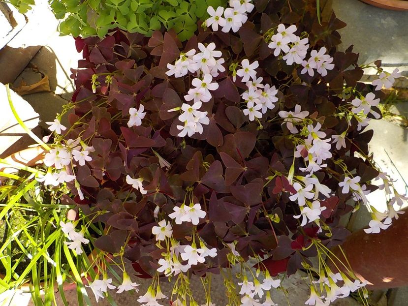  - oxalis triangularis
