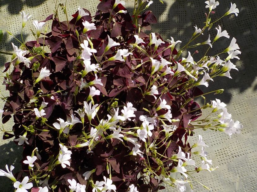  - oxalis triangularis