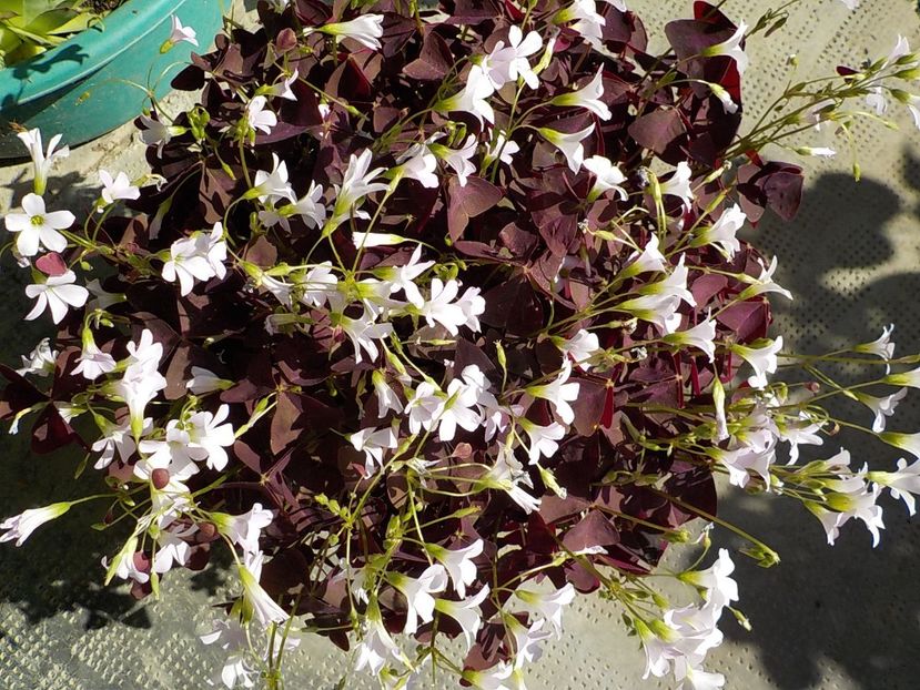  - oxalis triangularis