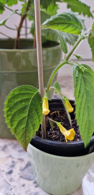 Una dintre bucuriile - Flava