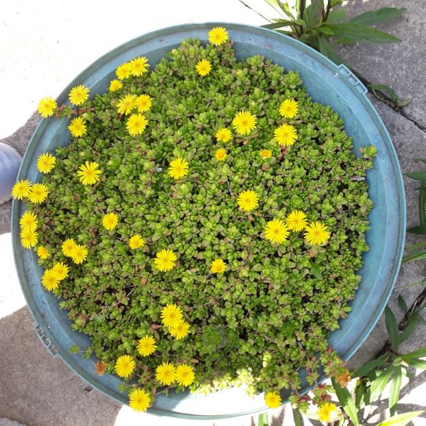  - CACTUSI SI SUCULENTE