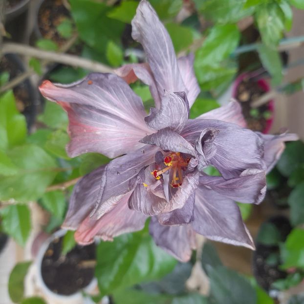 01.06.2022 - Taiwan Formosa Black Pearl