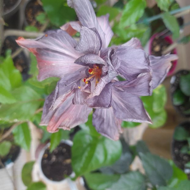  - Taiwan Formosa Black Pearl