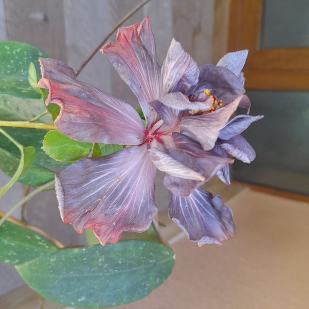  - Taiwan Formosa Black Pearl