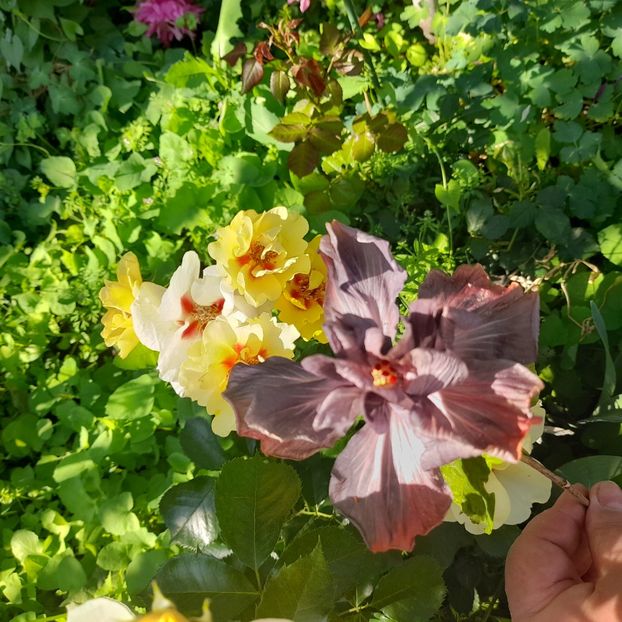  - Taiwan Formosa Black Pearl