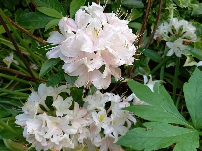 Azalea viscosa "Juniduft" - Rhododendron