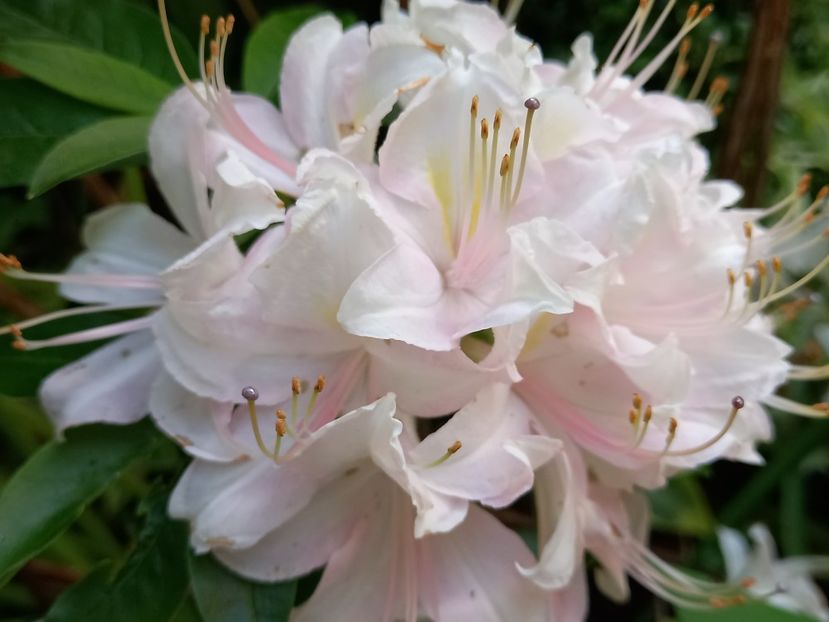 parfumată - Rhododendron