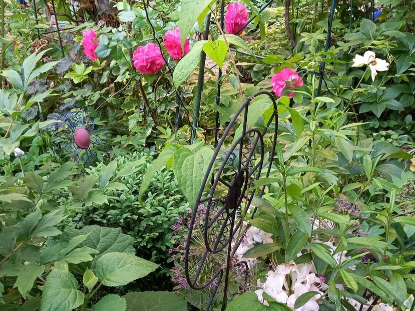  - Rhododendron