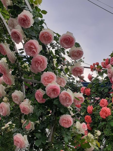  - 00 TRANDAFIRI 2022