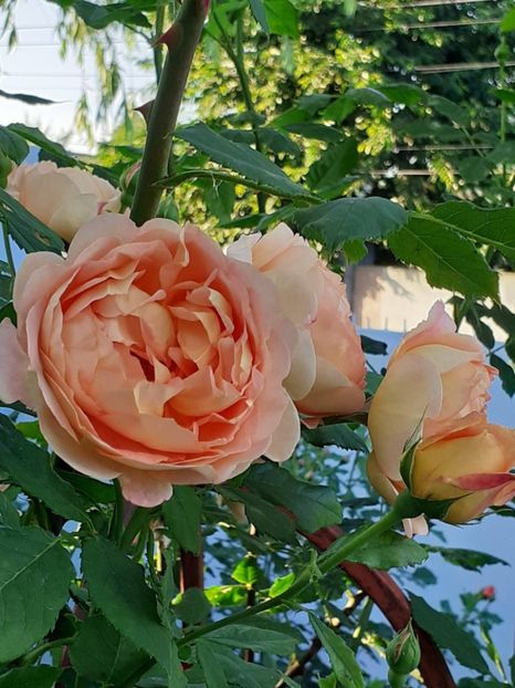  - Lady of Shallot 2021_ 2022