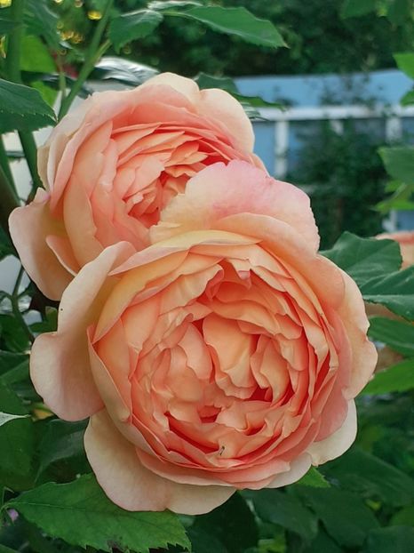  - Lady of Shallot 2021_ 2022