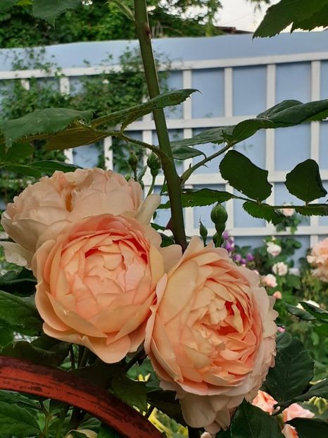  - Lady of Shallot 2021_ 2022