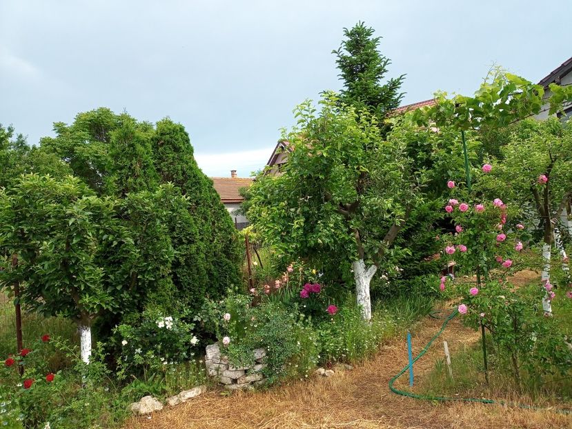 - Gradina si trandafirii 2022