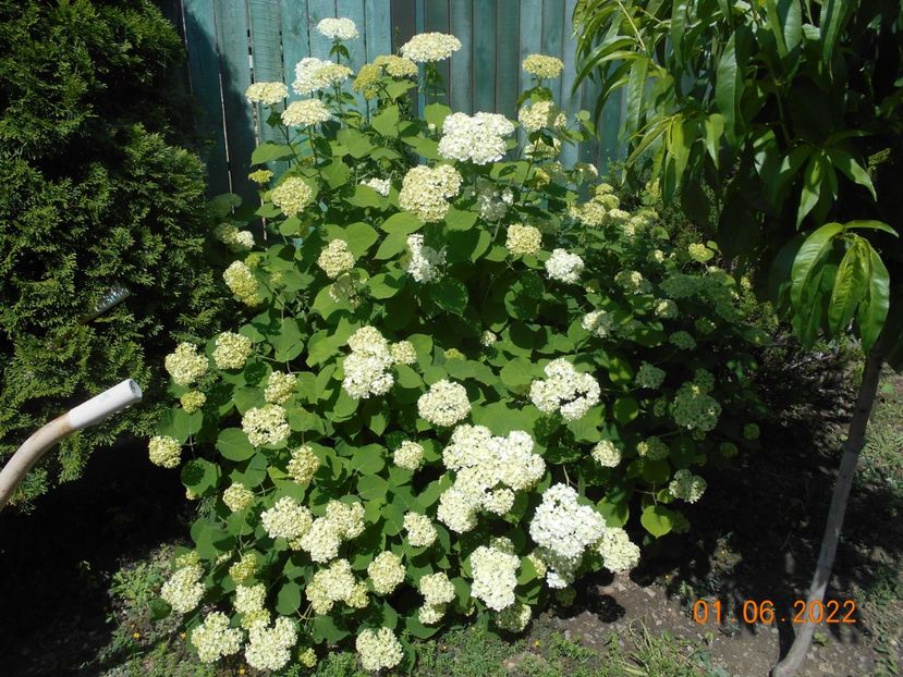  - 02 Azalee-rhododendroni-heleborusi-hortensii-hoste 2022