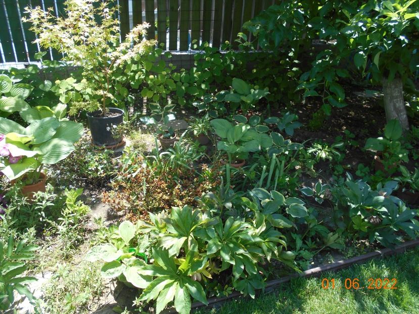  - 02 Azalee-rhododendroni-heleborusi-hortensii-hoste 2022