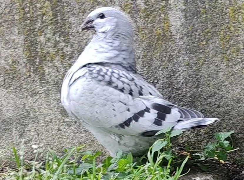 PL/22-A2362 archiwum - i- MLODE -2022- Youth